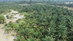 Forest Conversion, Riau Experiences The Worst Environmental Damage